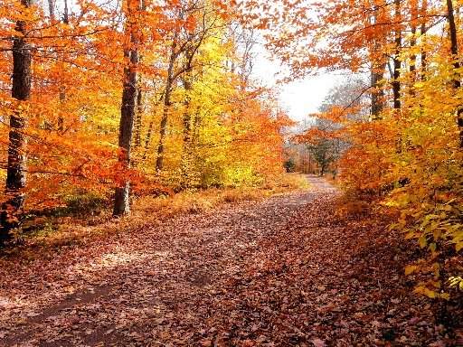 Saudade, este substantivo feminino abstrato…