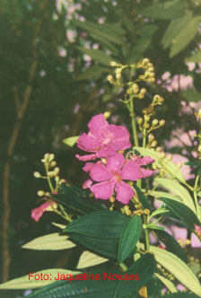 Acontecimentos… O que nos espera em 2004?