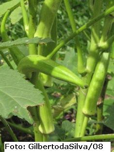 A pior crise mundial se aproxima, alimentos