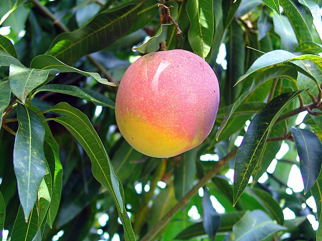 Agricultura orgânica, por um consumo consciente