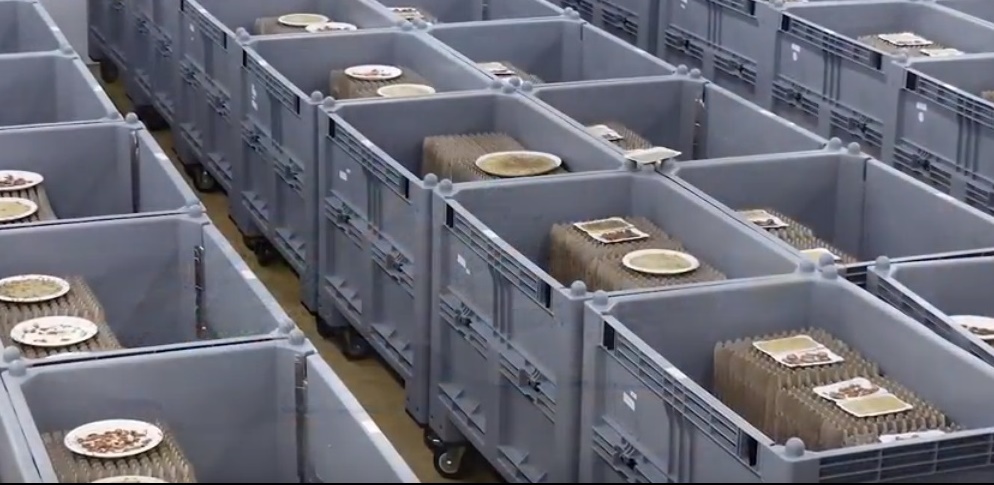 Comer insetos é uma boa alternativa alimentar