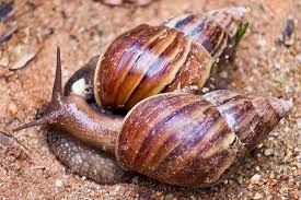 Caramujo africano: uma perspectiva da implantação dessa espécie exótica em ambientes brasileiros