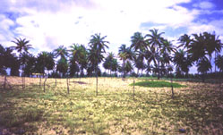 Filhos do silêncio…Buscando a sintonia pelo diálogo