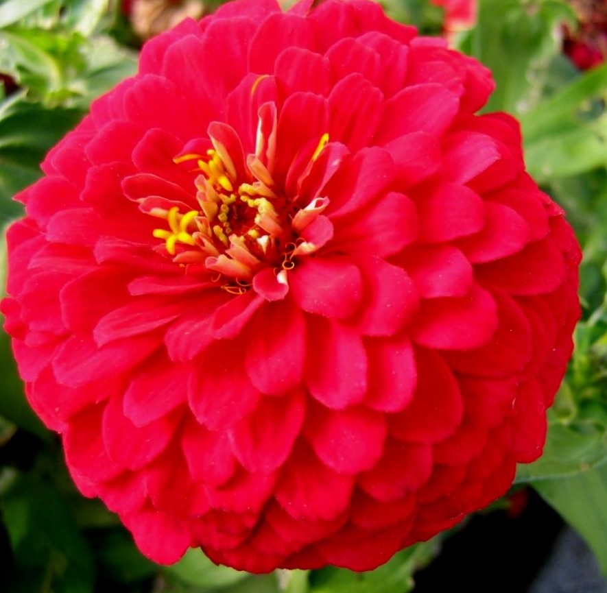 Uma flor na primavera