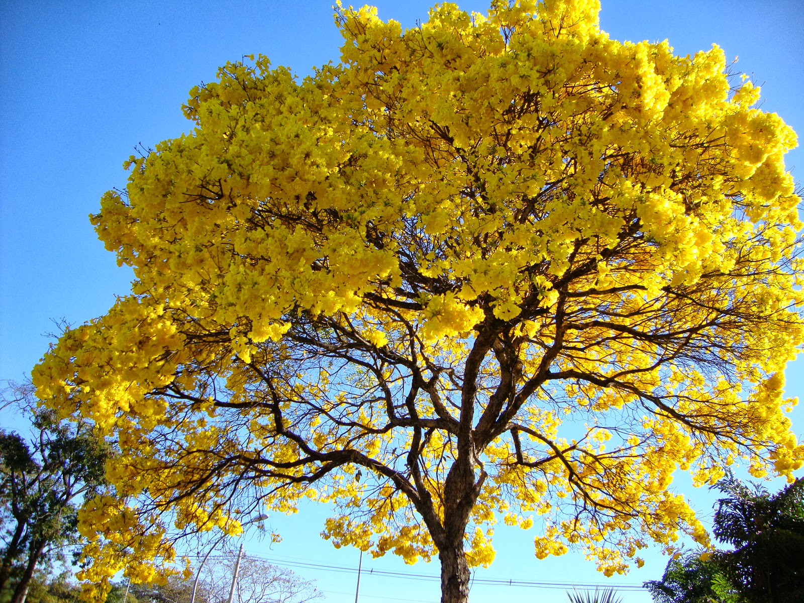 Ipê-Amarelo
