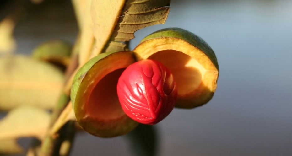 UFSCar e Natura se unem para preservação e manejo de espécie ameaçada da Amazônia