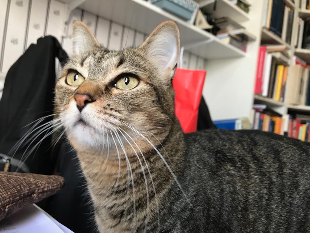 Doença renal crônica: iniciativa alerta para diagnóstico precoce de mal comum em gatos