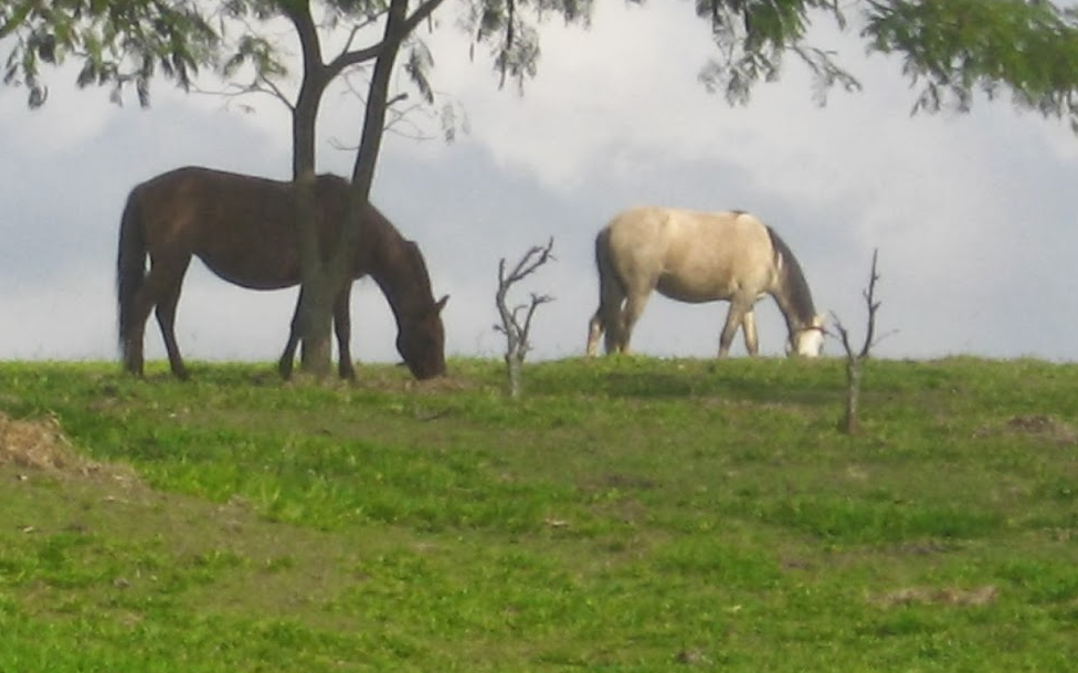 O cavalo filho da revolução