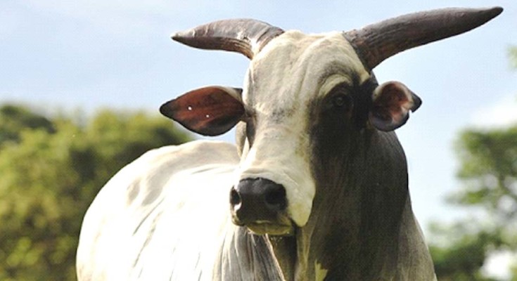 Maldade ou Psicopatia, eis a questão