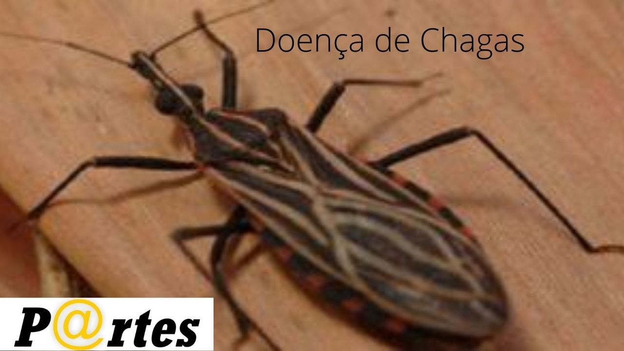 Doença de Chagas: informação é a melhor forma de erradicação