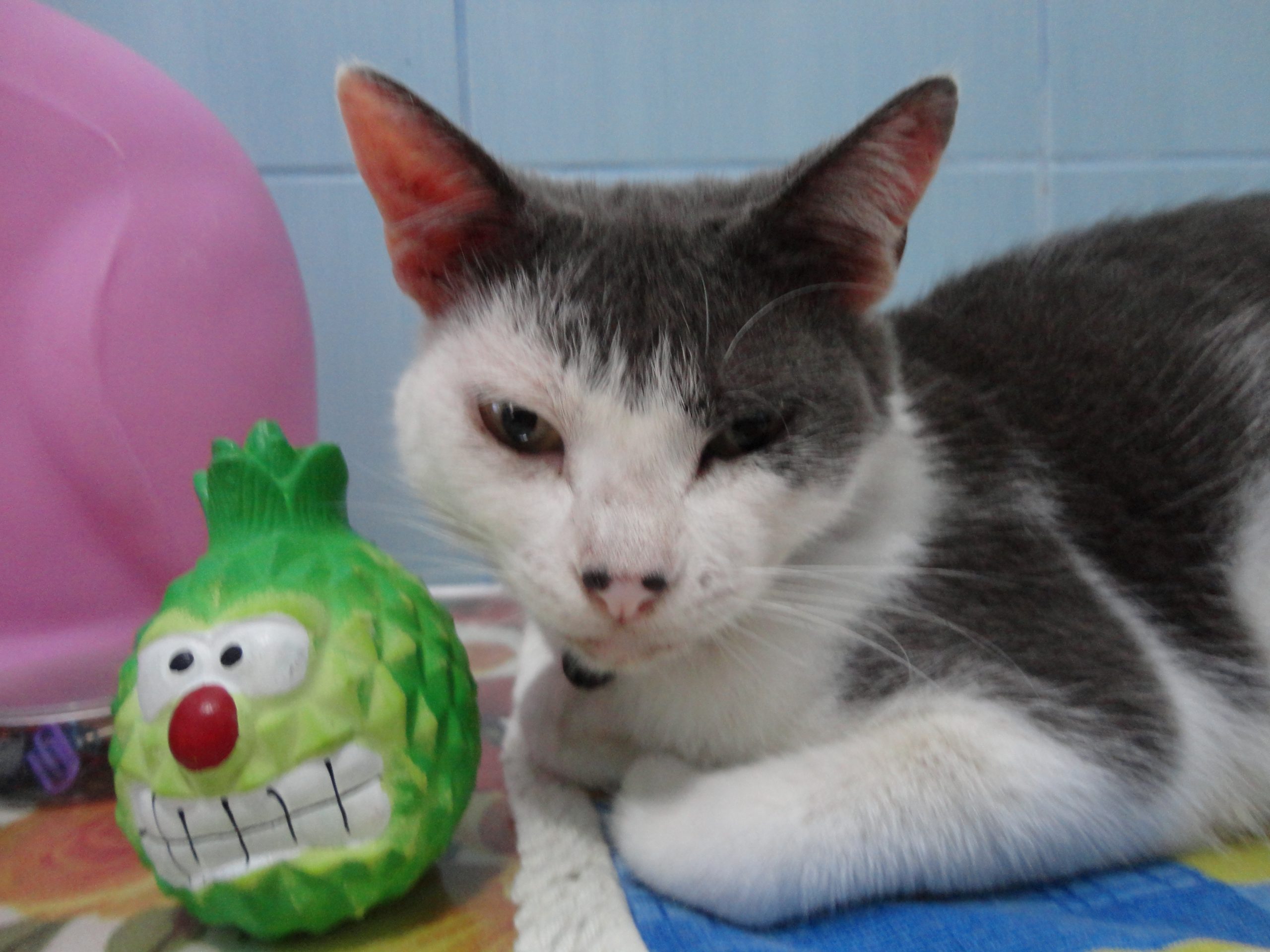 A INCRÍVEL VISITA DA MINHA GATA JOLIE