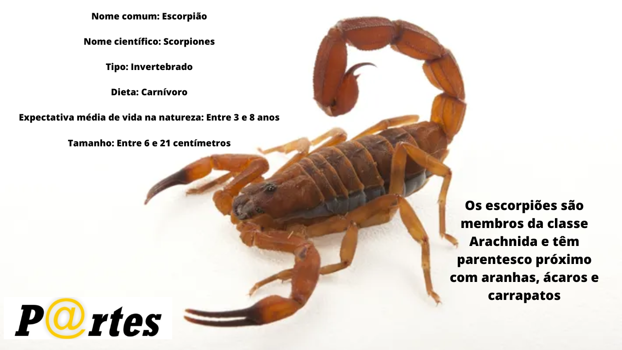 Escorpiões: quem são esses animais temidos pela população humana?