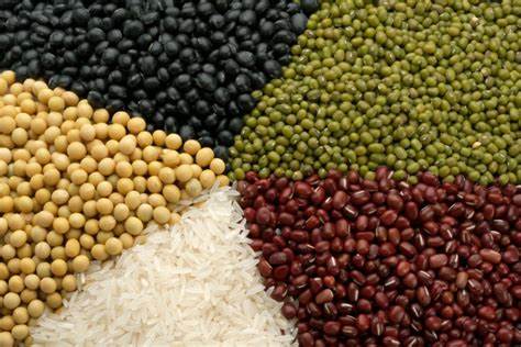 Conab aponta que Brasil deve produzir 299,27 milhões de toneladas de grãos na safra 2023/2024