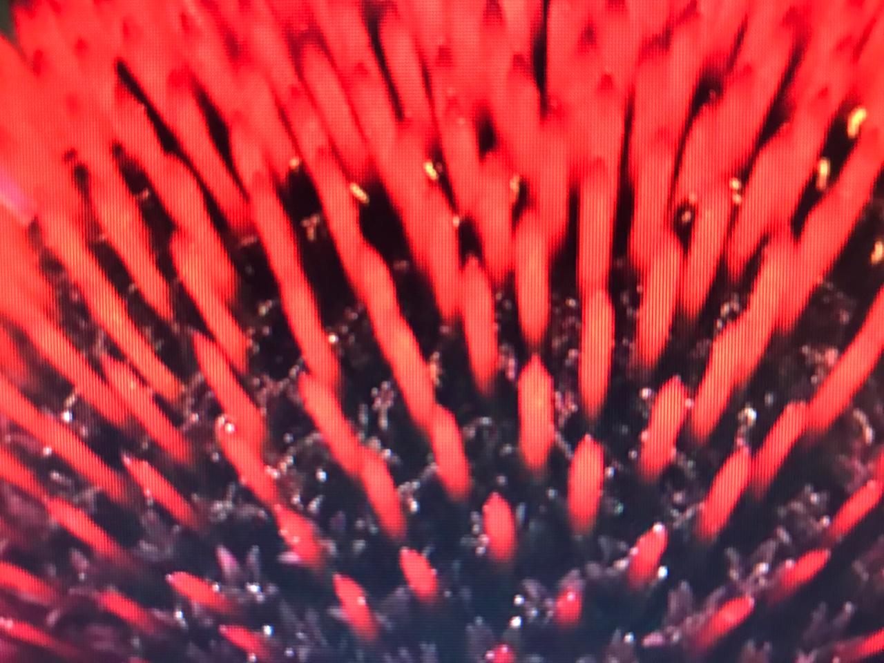 O MELHOR PRESENTE PARA O DIA DAS MÃES