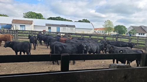 Embrapa avalia temperamento de bovinos da raça Brangus