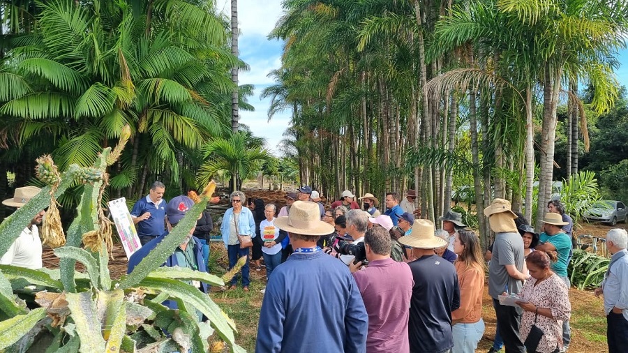 Dia de Campo mostra boas práticas no cultivo da pitaya