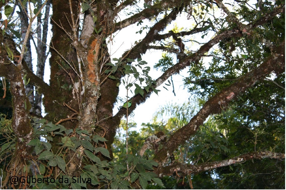 A Arca de Noé do século XXI