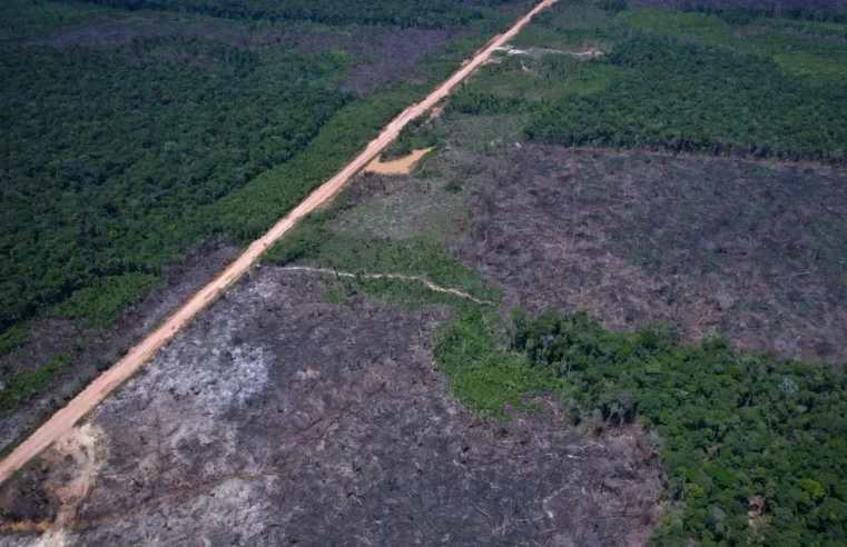Desmatamento na Amazônia cai 36,87% no último ano