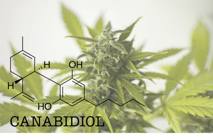 O uso medicinal do canabidiol e seu papel no tratamento de doenças
