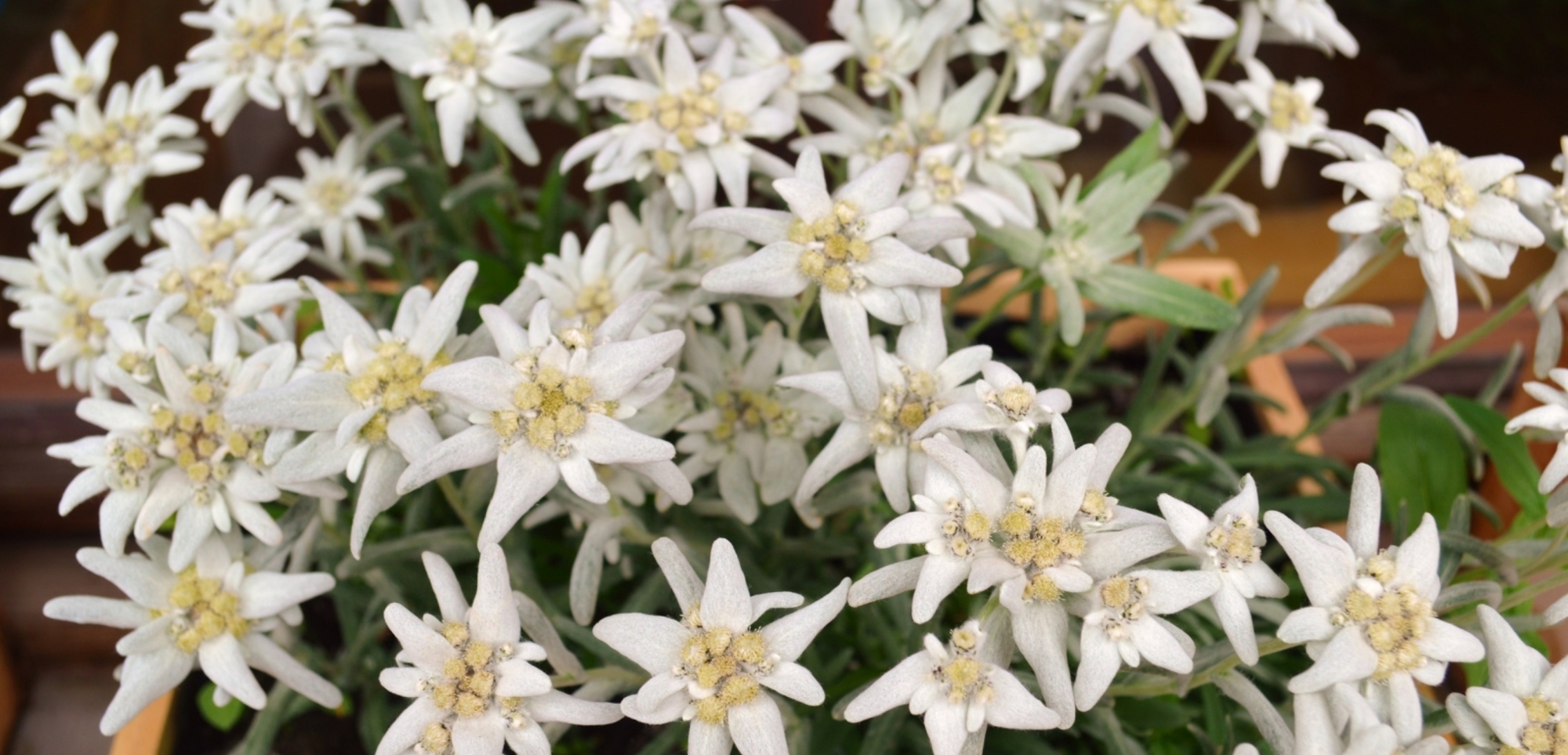 Edelweiss