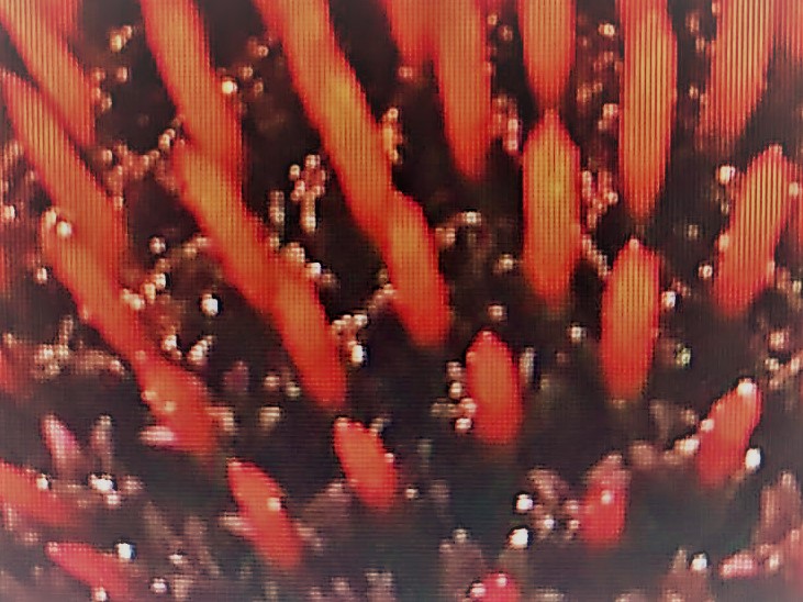 O EXERCÍCIO DA DOCÊNCIA NA PRIMEIRA ETAPA DA EDUCAÇÃO BÁSICA: A UTILIZAÇÃO DAS SEQUÊNCIAS DIDÁTICAS NA EDUCAÇÃO INFANTIL