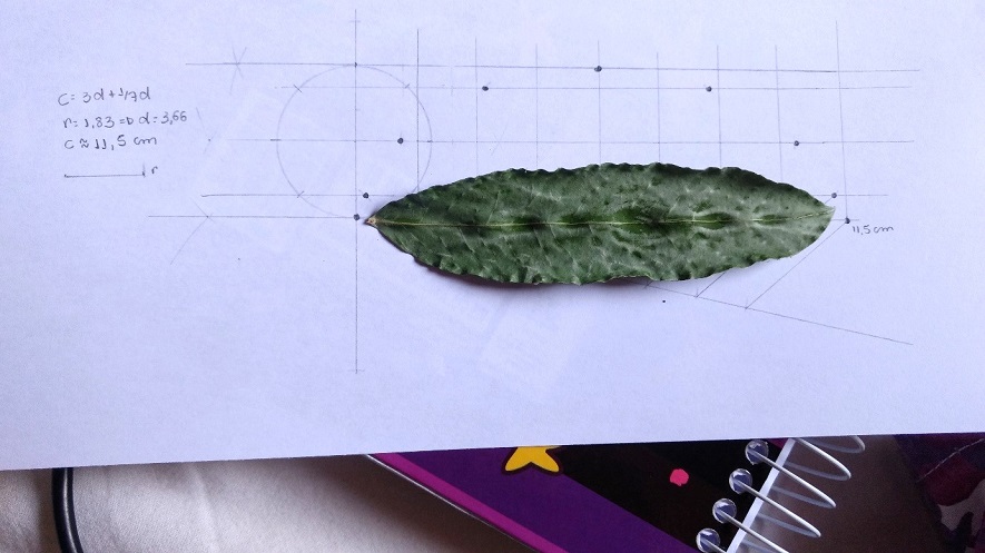 O ensino da matemática na natureza: análise da curva cicloide nas folhas