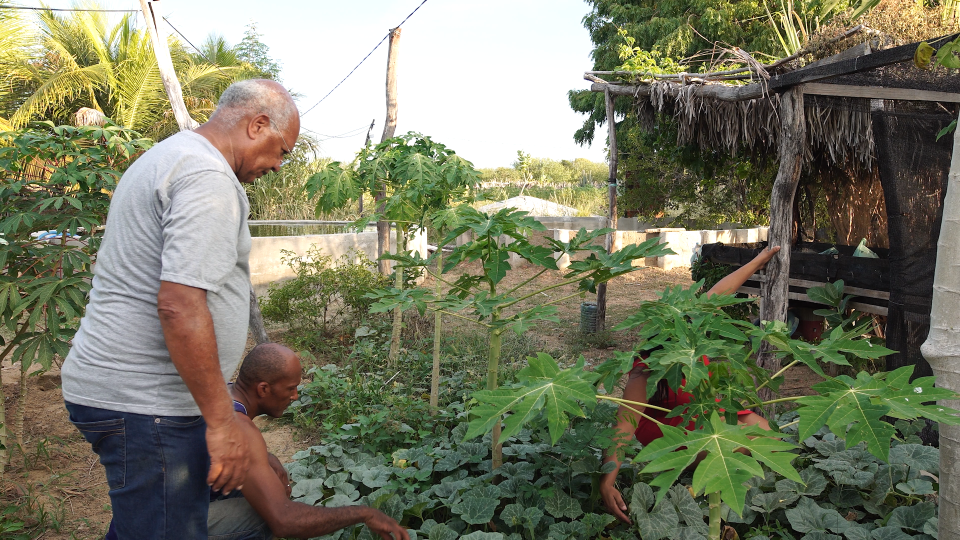 Sisteminha é tecnologia sustentável social, econômica e ambiental