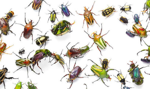 A Entomologia em Livros Didáticos de Biologia