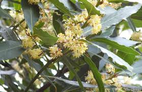 A HISTÓRIA DE LAURUS NOBILIS