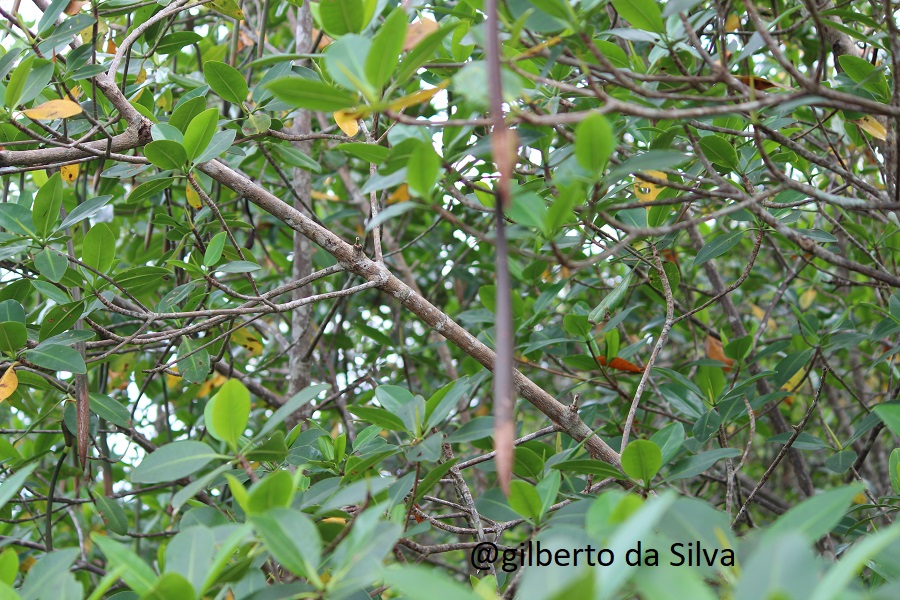 Corrupção Verde: aqui começa a prática criminosa que contaminou o país