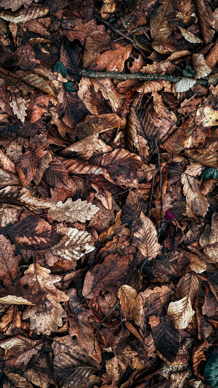autumn leaves in bolu forest turkey