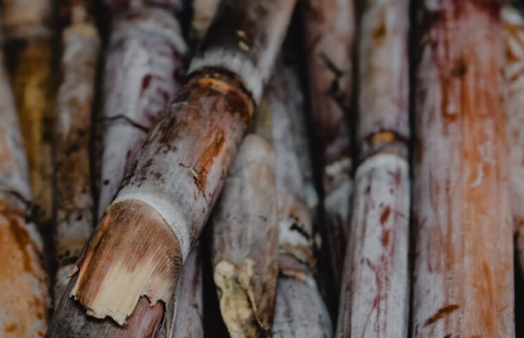 Conab estima produção de cana-de-açúcar em 673,2 milhões de toneladas na safra 2025/26