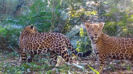 Diminuição de presas aumenta risco de extinção da onça-pintada na Mata Atlântica