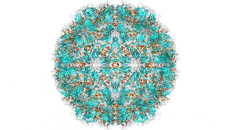 Vírus do resfriado se ‘esconde’ e se multiplica nas amígdalas e adenoides mesmo em pessoas sem sintomas