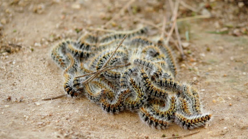 Lagartas Processionárias