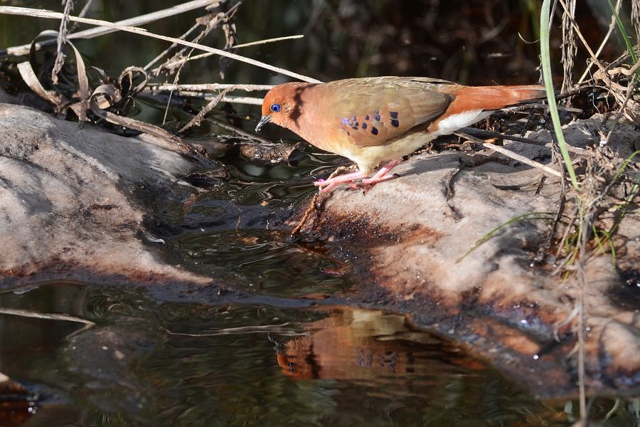 Especialistas lutam pela conservação de aves ameaçadas de extinção