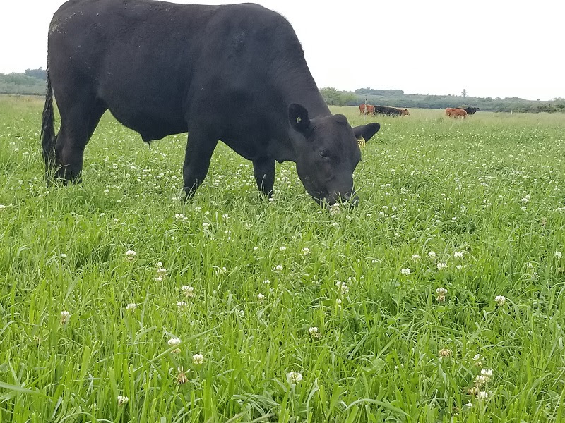 Seminário promovido pela Embrapa enfoca a pecuária de corte em sistemas de baixo carbono
