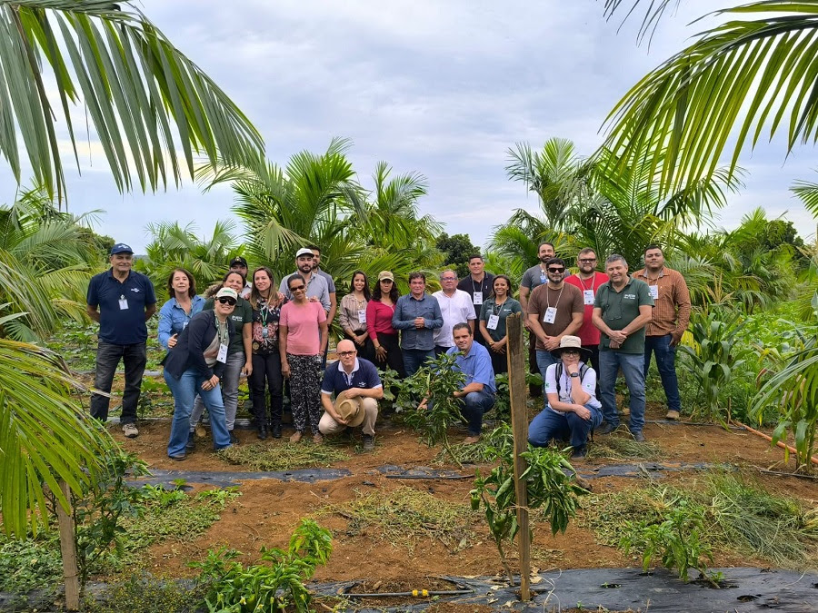 Pesquisa e capacitação buscam impulsionar o cultivo sustentável de açaí irrigado no Cerrado